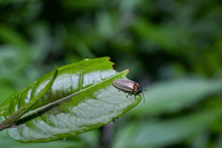 Kebun Raya Bedugul Ajak Warga Kenali Hayati Lewat Eksplorasi Kunang-Kunang